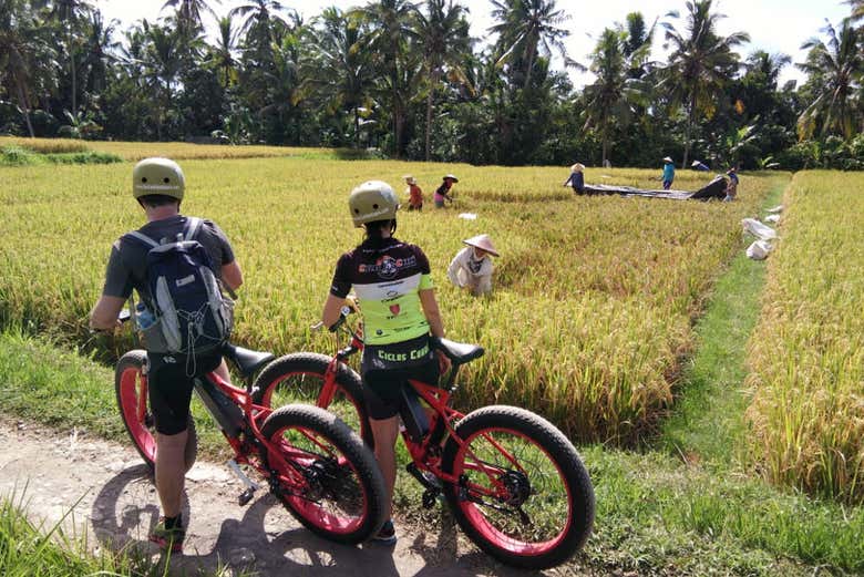 Le risaie di Bali