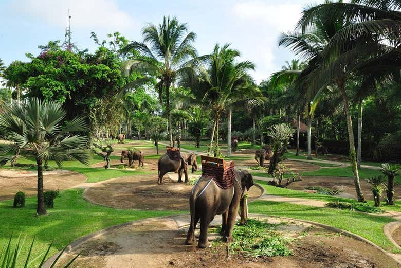 Elephant Safari Park