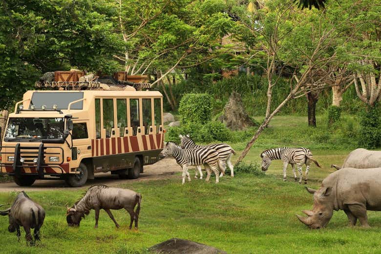 Animali nel loro habitat