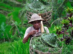 Agricoltore balinese