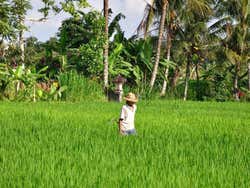Dintorni di Ubud