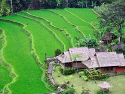Risaie di Bali