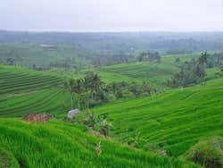 Risaie di Bali, le famose terrazze