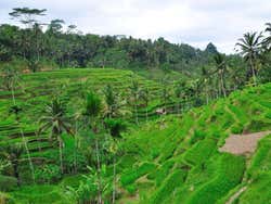 Bali