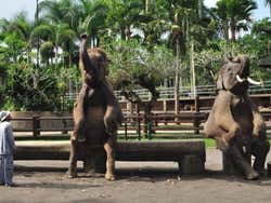 Spettacolo di elefanti all'Elephant Safari Park Lodge