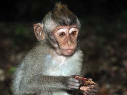 Monkey Forest, piccola scimmia