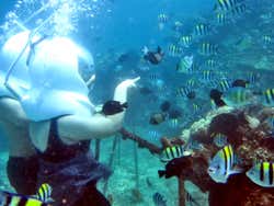 Seawalking a Bali