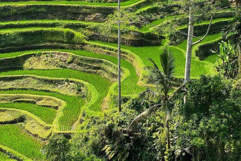 Tour di Ubud