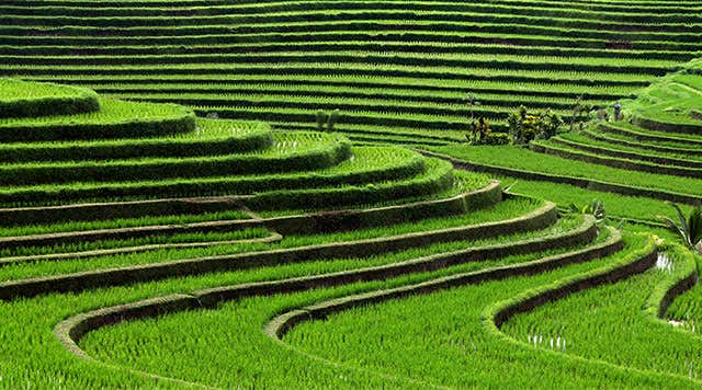 Risaie di Bali - Le famose risaie terrazzate di Bali