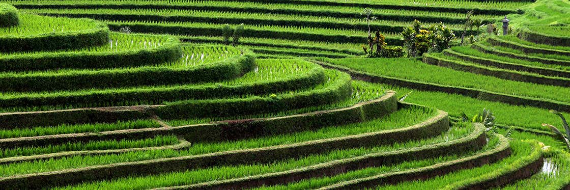 Risaie di Bali
