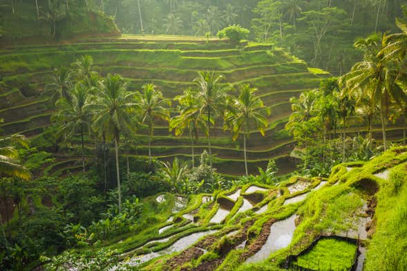 Tour privato di Ubud